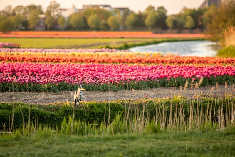 Netherlands